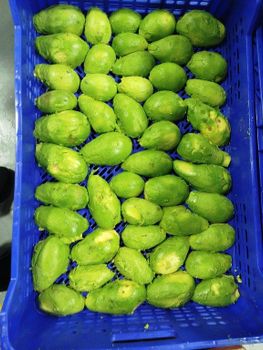 Moroccan  Frozen Avocado - Fruttileg Export - Morocco
